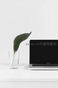 极简主义桌面，一片绿叶与一台MacBook