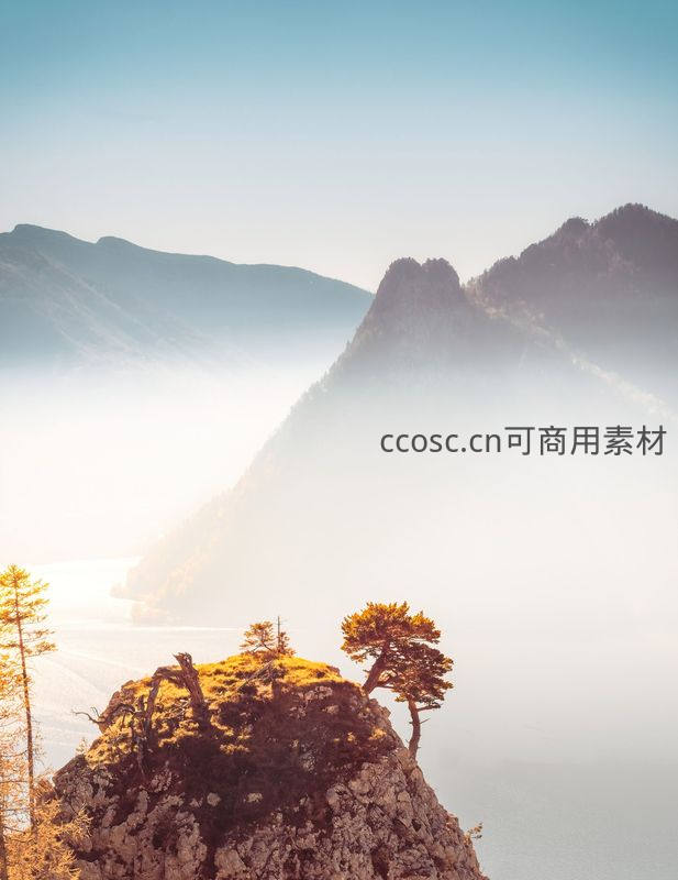 晨雾缭绕山巅，孤松傲立崖边