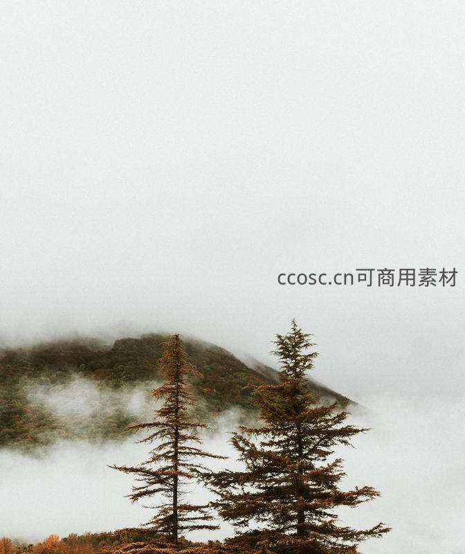 雾霭中的松树，静默守护山峦