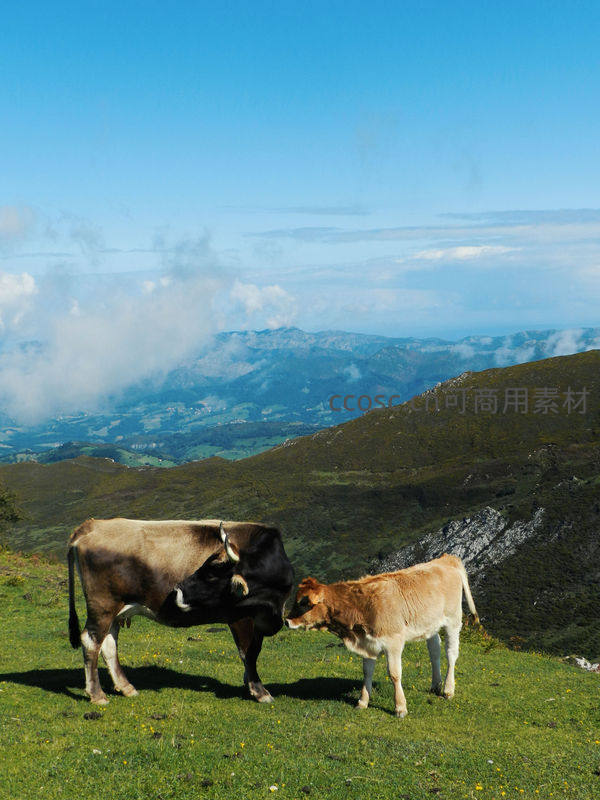 高山牧场，母牛与小牛温情相伴