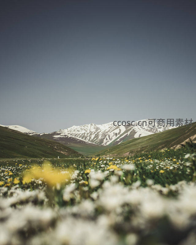 花海盛放山谷间，远山白雪映蓝天