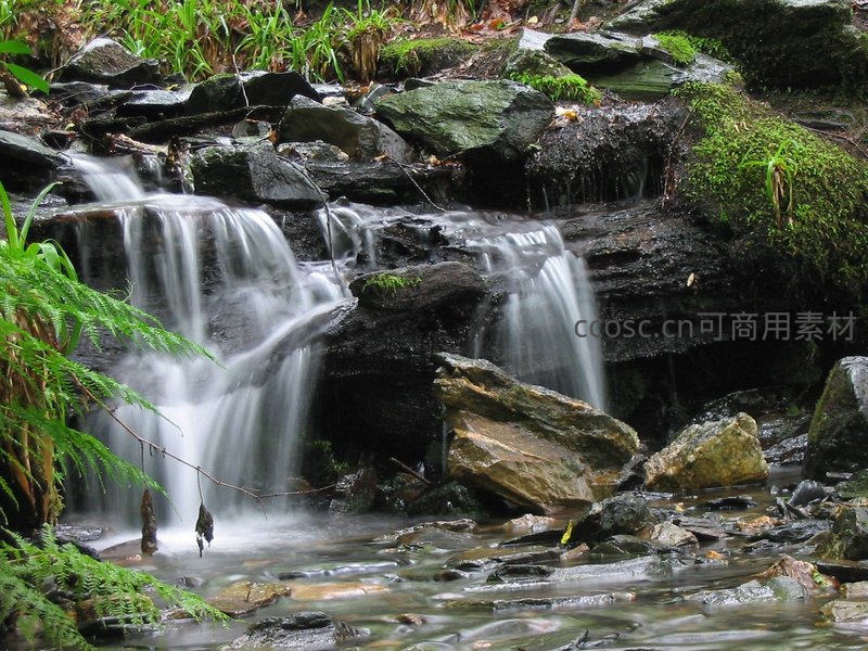 森林溪流轻柔流淌于青苔石间