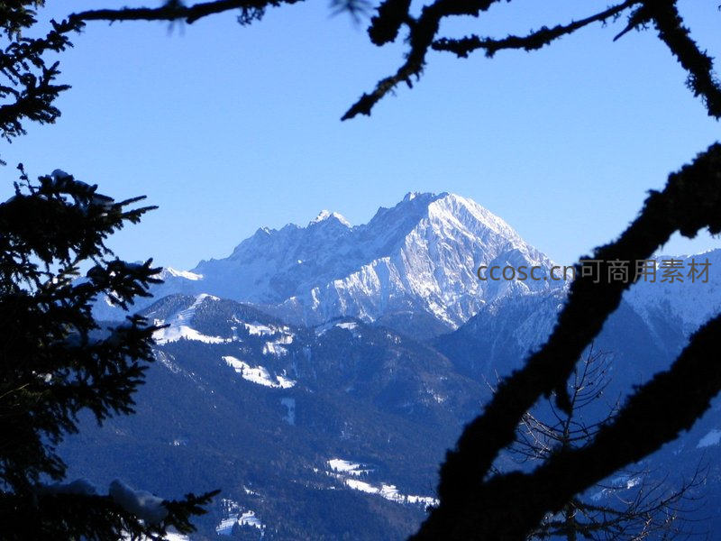 枝桠框景，远山雪顶沐浴晴空万里