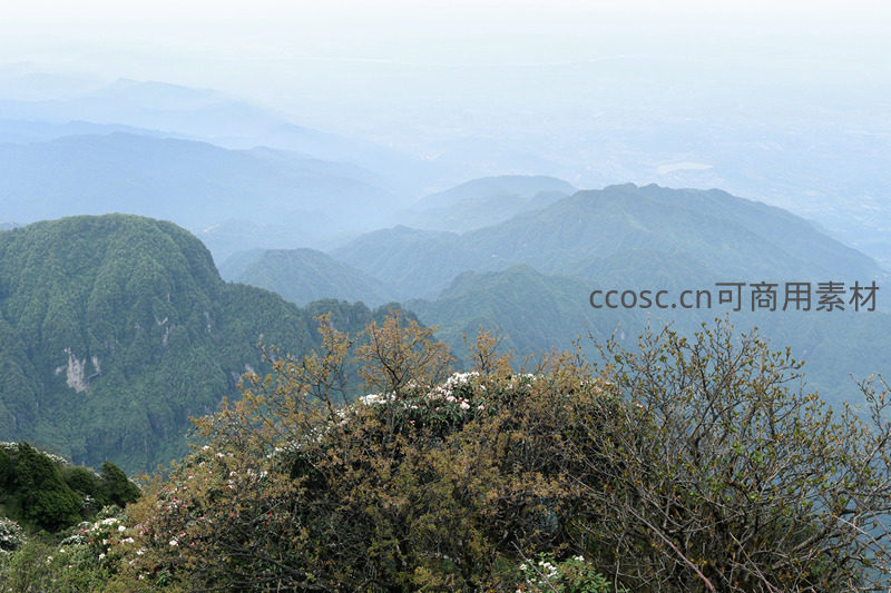 云海之上群山，绿意盎然