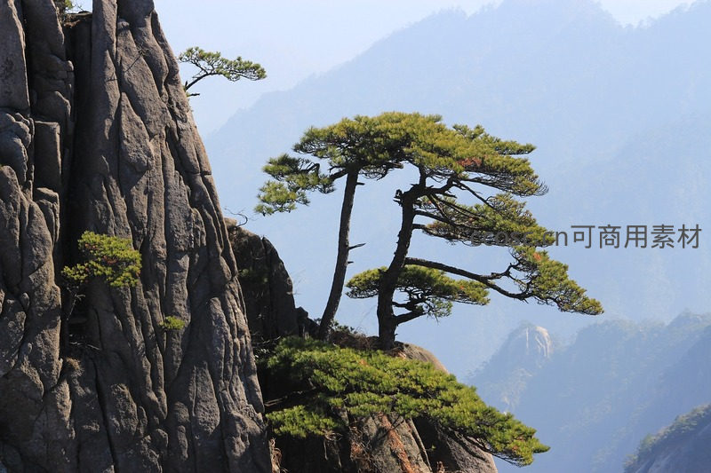 峭壁上的迎客松，傲然挺立于云海之间