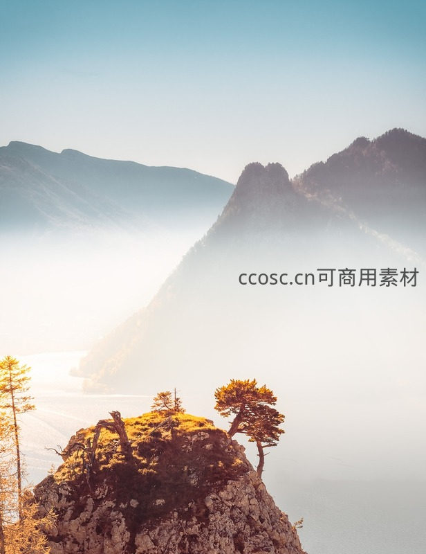 晨雾中的孤松傲立山崖之巅