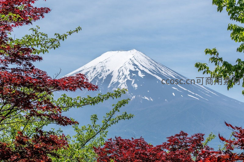 枫叶掩映下的富士山