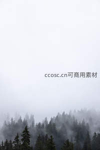浓雾弥漫中若隐若现的深邃松林