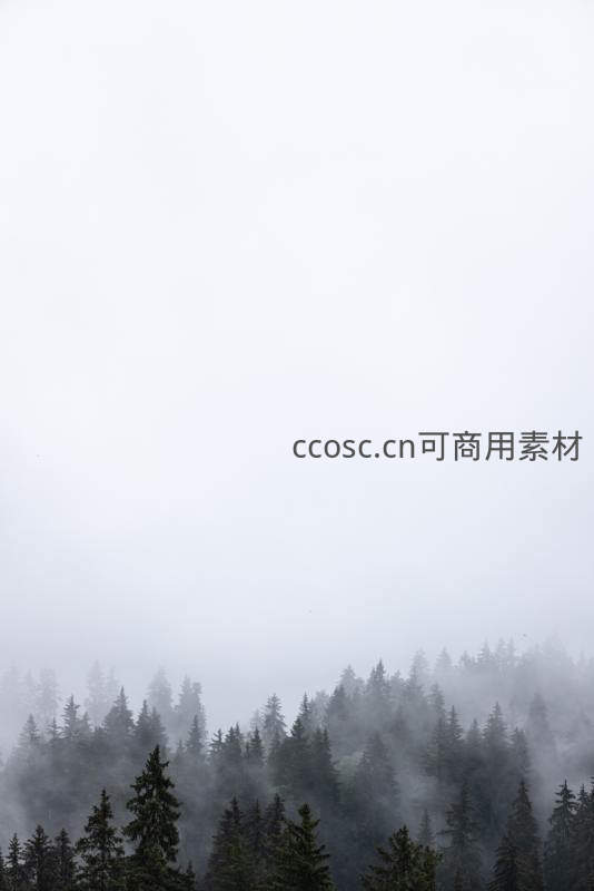 浓雾弥漫中若隐若现的深邃松林