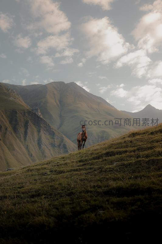 孤马伫立山坡远眺连绵青翠山脉