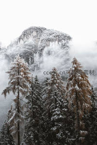 雾霭森林中覆雪的松树与山峦