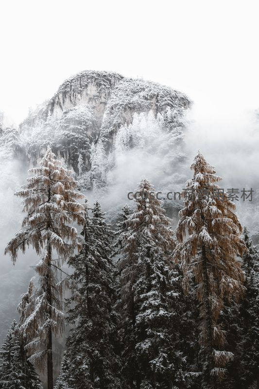 雾霭森林中覆雪的松树与山峦