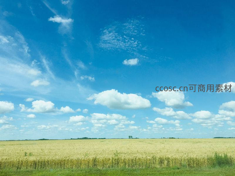 金色麦田与蓝天白云构成的田园画卷