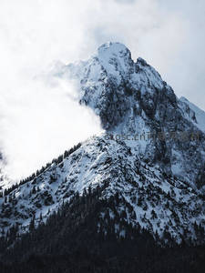 雪峰刺破云霄，松林环抱银装素裹山巅