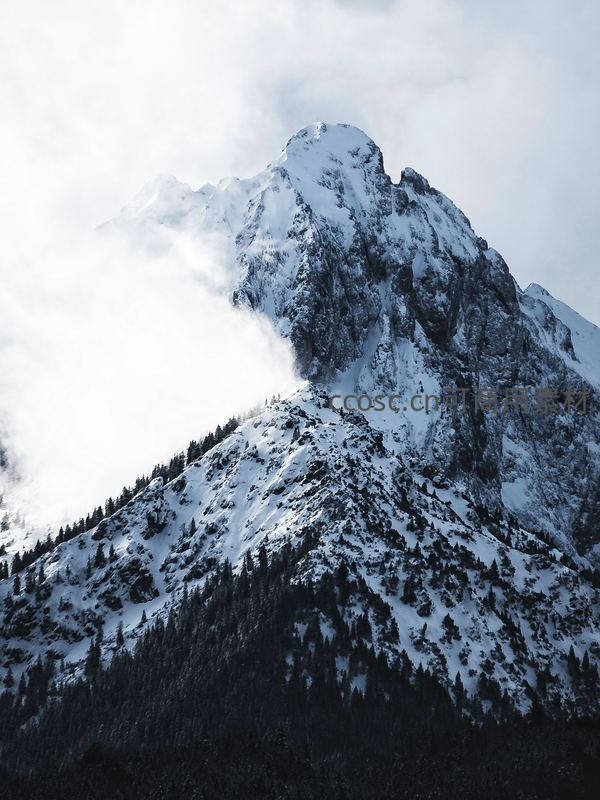 雪峰刺破云霄，松林环抱银装素裹山巅