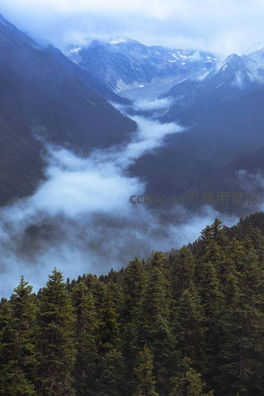 云海缭绕的高山峡谷森林