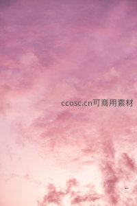粉紫色云霞中孤鸟掠过