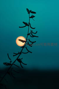 枝叶剪影前，橙月如灯温柔绽放
