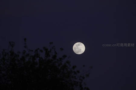 树影下的皎洁满月夜空