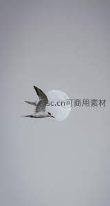 海鸥翱翔于圆月之前