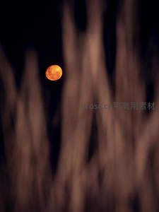 朦胧树影映橙月
