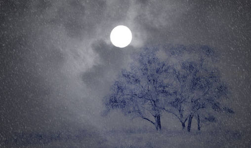 雪夜明月，孤树静立风雪中