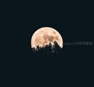 满月悬于树梢之上，夜色静谧如画