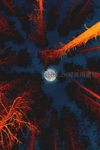 仰望星空，红树间明月当空照