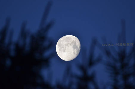 满月透过松枝，夜空澄澈如洗
