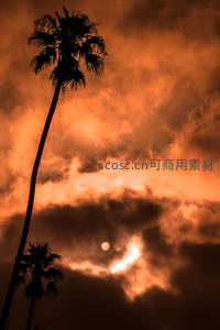 棕榈树下的血月穿透云层