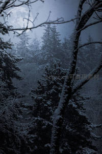 雪夜森林中的朦胧月色