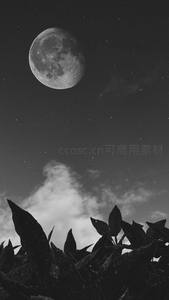 月夜植物剪影与星空