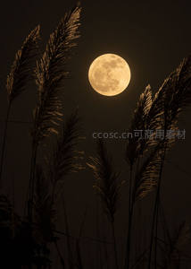 芦苇丛中明月，夜色温柔如诗