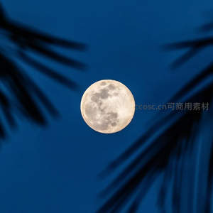 满月透过棕榈叶的静谧夜空