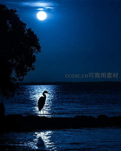 月下水边，苍鹭剪影伫立