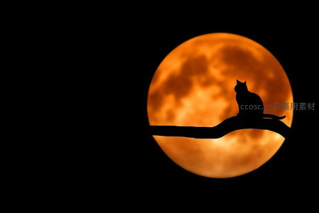 猫影栖枝头，橙月如灯映夜空
