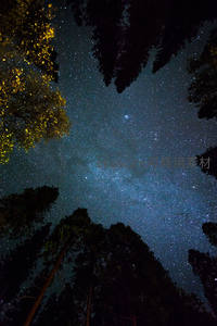森林仰望璀璨银河夜空
