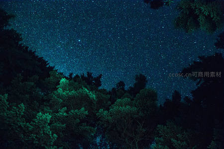 森林树冠之上，繁星点点如钻石洒落夜幕