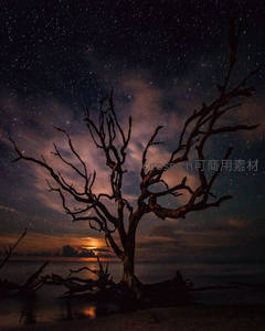 枯树矗立水边，满天繁星倒映如梦似幻