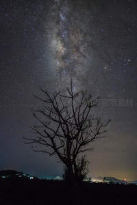 枯树剪影对银河