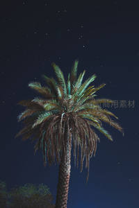 椰影摇曳星夜，热带风情浪漫