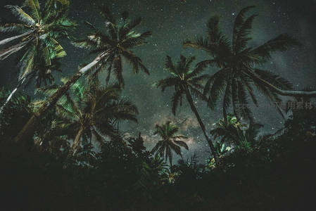 椰林星空，静谧夜空下的热带梦境