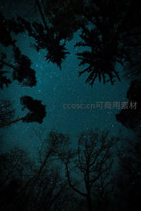 森林仰望，树冠间闪烁的星辰大海