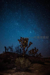 星空下的约书亚树剪影