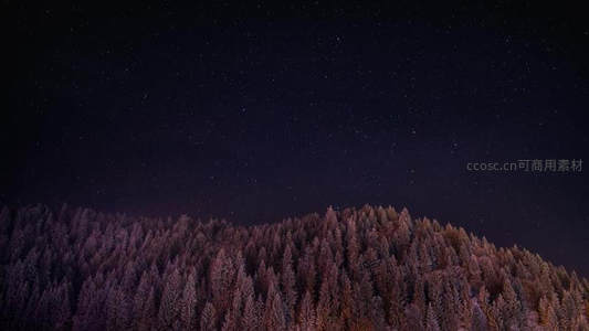 雪松林上空的星海