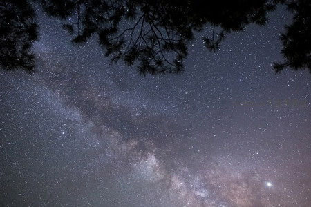 松枝掩映中，银河斜挂夜空如画卷