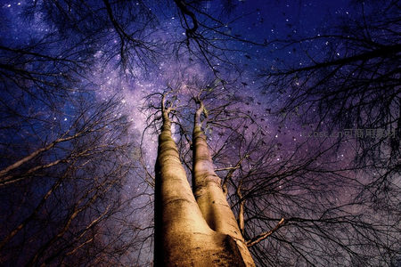仰望星空树梢间银河倾泻