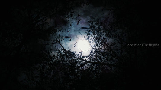 月光穿透林梢，树影婆娑夜朦胧