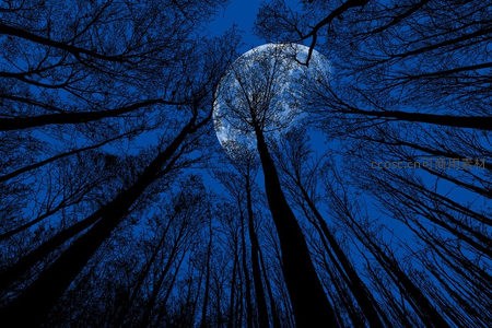 月光穿透林梢洒向幽蓝夜空