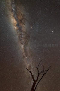 枯树剪影下的银河壮丽夜空